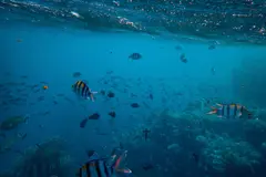 Los pesticidas aceleran el envejecimiento de los peces, revela estudio