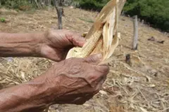 Crisis alimentaria en Honduras se intensifica por sequías persistentes
