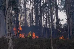 Emisiones por quema de biomasa alcanzan mínimo histórico en 2026, a pesar de nuevos incendios