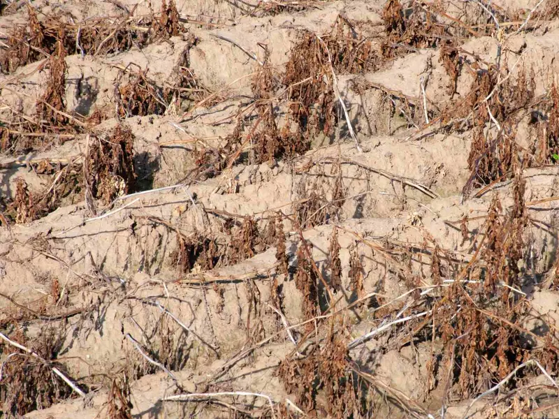 La sequía impulsa el uso de combustibles fósiles en Europa, alertan ecologistas
