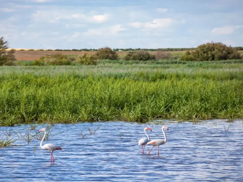 Castilla-La Mancha destina 690.000 euros a la mejora de humedales en Ciudad Real