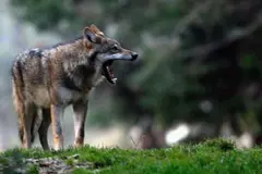 El sector ganadero critica al Ministerio de Transición Ecológica por falta de comunicación sobre el lobo