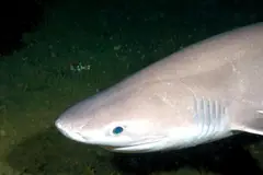 Mueren dos tiburones cañabota en Mallorca, posibles víctimas de la pesca