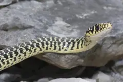 Descubren dos serpientes de montaña en Cataluña, un hallazgo que enriquece la biodiversidad local