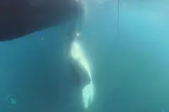 Orca Estrella cambia la narrativa: ofrece atún a un barco en vez de atacar