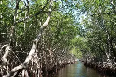 Iniciativa para restaurar manglares en el Caribe frente al cambio climático