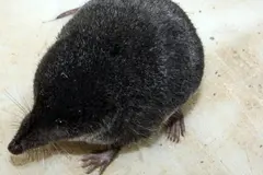 Redescubrimiento del musgaño de Cabrera en Huelva refuerza la biodiversidad local