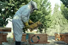 Murcia incrementa en un 30% las ayudas a la apicultura para proteger abejas y biodiversidad