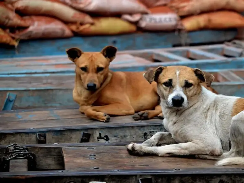 El Tribunal Supremo de India avala la eutanasia de perros callejeros peligrosos