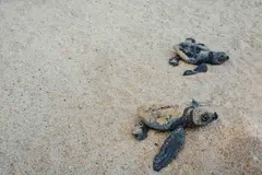 Importancia de los nombres correctos para las tortugas bebés en conservación