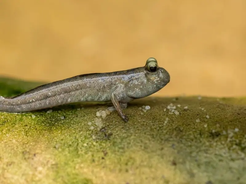 Peces que aprendieron a caminar inspiran un robot y revelan secretos de la evolución