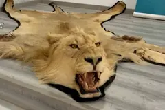 Desmantelan red de tráfico ilegal de pieles de león y marfil en España