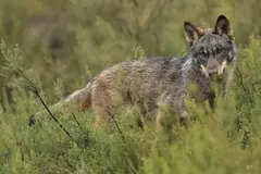 Asturias ajustará su plan de gestión del lobo tras la sentencia del Supremo