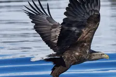 El regreso del águila de cola blanca en Inglaterra enfrenta desafíos y preocupación