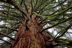 Tala de una secuoya gigante en Valladolid tras deterioro irreversible