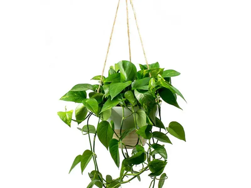 El poto: la planta de interior más eficiente para purificar el aire y refrescar el hogar