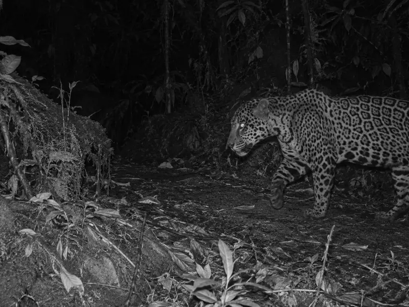 Capturan al jaguar de las nubes en Honduras tras 10 años sin avistamientos