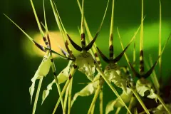 Estudio revela que las semillas germinan según el estrés ambiental