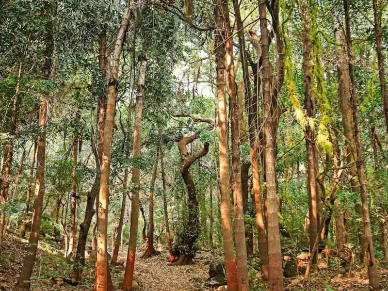 Bosques sagrados en India son clave para la regeneración ecológica