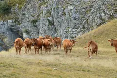 La trashumancia pirenaica se adapta al cambio climático para preservar la biodiversidad
