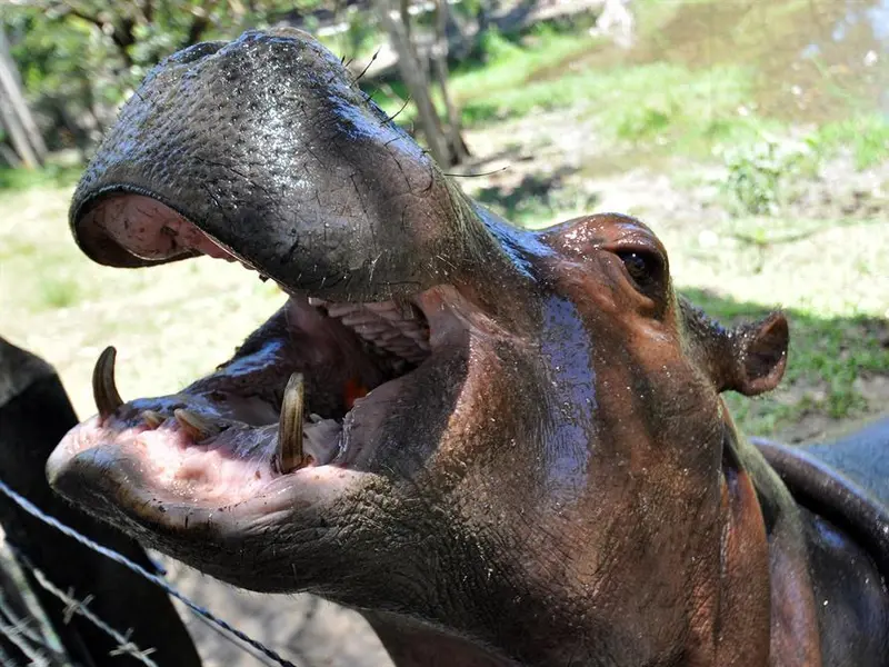 Hipopótamo invasor alerta a Barrancabermeja y autoridades ambientales actúan
