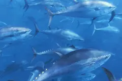 Ceuta promueve una exitosa iniciativa para estudiar el atún rojo en el Mediterráneo