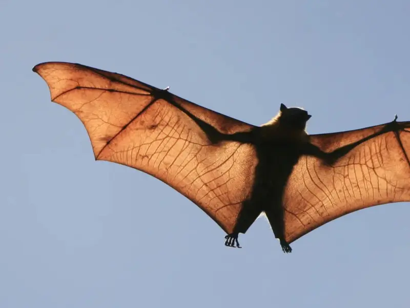 Celebración del Día de Apreciación de los Murciélagos 2026 y su Importancia Ecológica