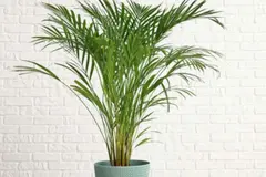 Seis plantas interiores que ayudan a refrescar el hogar de forma natural