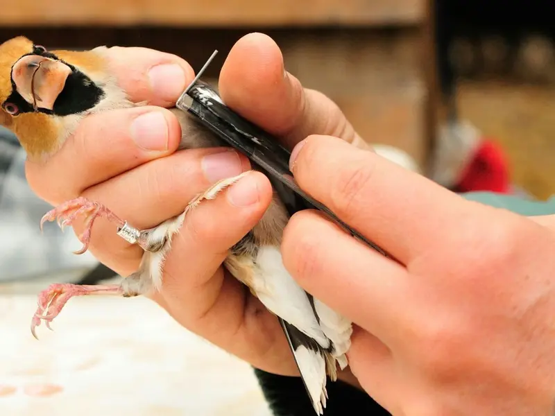 Inauguración del Urdaibai Bird Center en el Día Mundial de las Aves Migratorias 2026