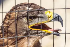 España urgente en la transposición de la ley penal ambiental europea para proteger la biodiversidad