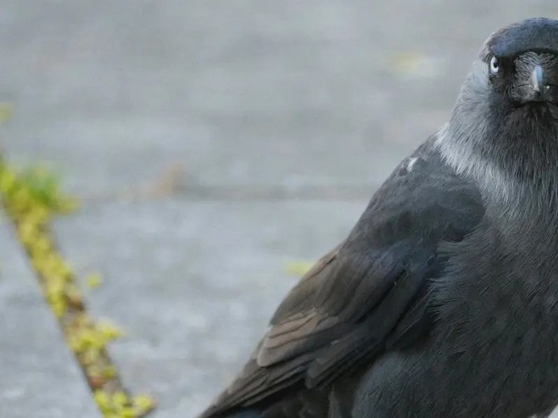 Investigación revela red social de aves en grajillas y su declive poblacional