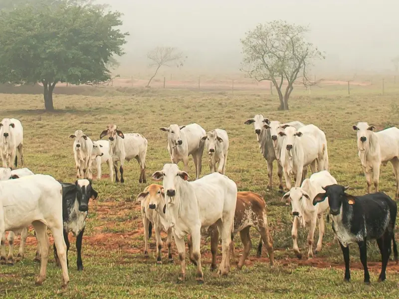 La deforestación en el Chaco paraguayo pone en peligro al pueblo Ayoreo