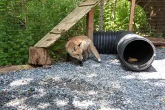 Alertan sobre animales salvajes enfermos en Massachusetts y su riesgo para mascotas