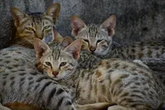 Nueva convocatoria de ayudas para la protección animal en España