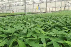 Lugo impulsará la plantación de castaños resistentes a la sequía y el calor