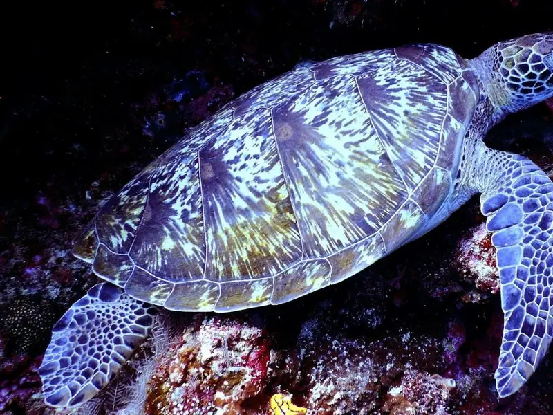 Día Mundial de las Tortugas Marinas 2026: alerta sobre su riesgo de extinción