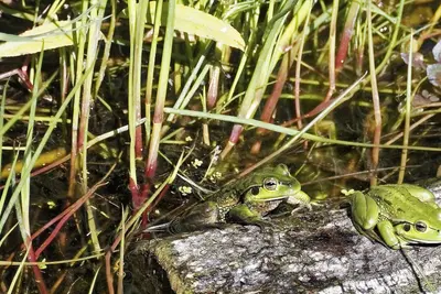 Día Internacional de la Conservación de los Anfibios 2026: Un llamado urgente ante su extinción