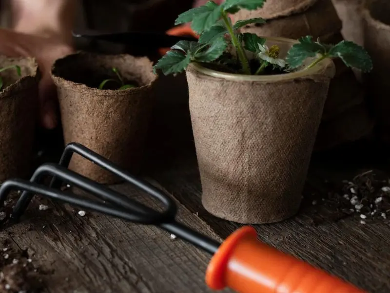 Las cerillas no son un fertilizante efectivo para plantas