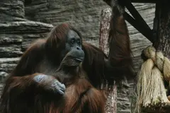 Animalistas proponen cambios a la Ley de grandes simios para mejorar su protección