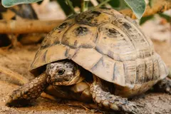 Día Mundial de la Tortuga 2026: amenazadas por la actividad humana