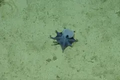 Descubren una nueva especie de pulpo azul en Galápagos a 1.768 metros de profundidad