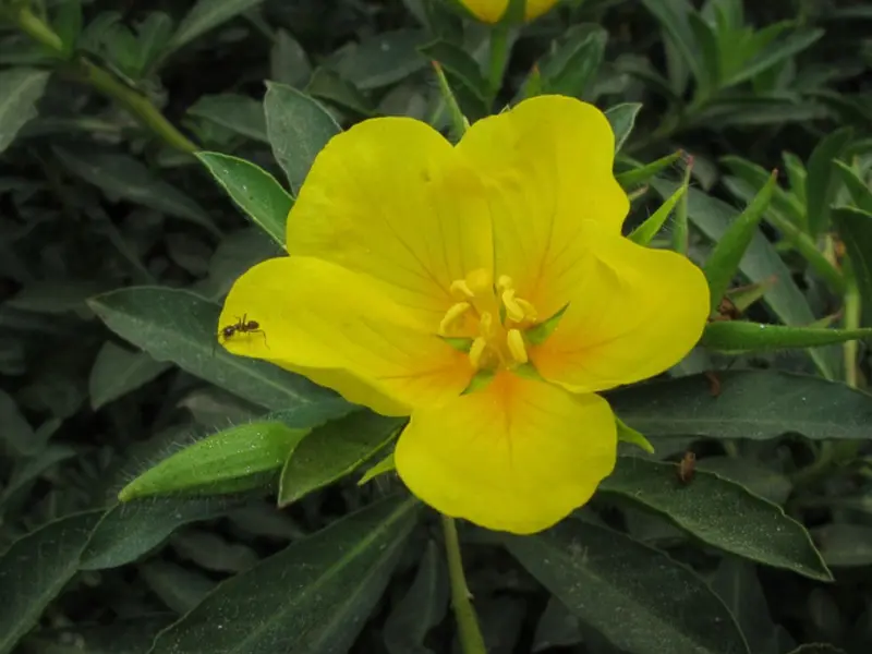 La planta invasora Ludwigia grandiflora amenaza el humedal de Meaques en Madrid