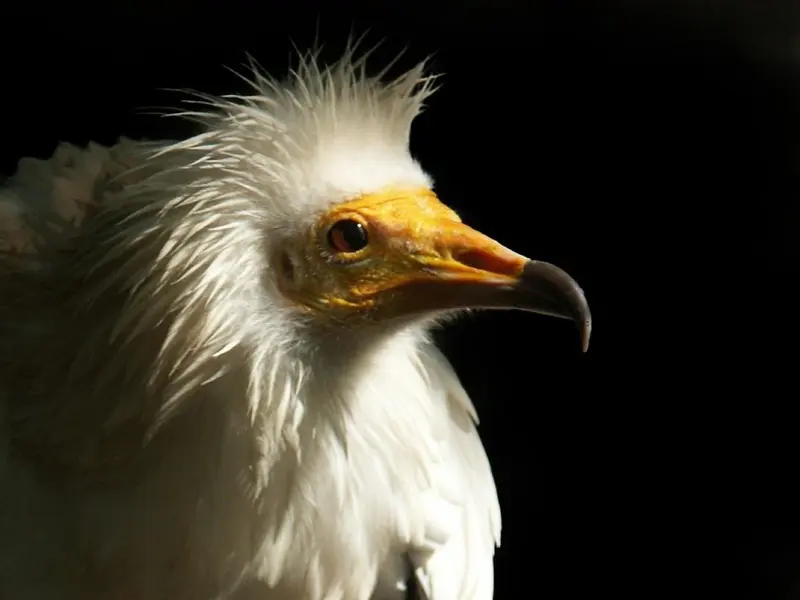 AMUS lanza un proyecto internacional para la conservación del alimoche en Europa