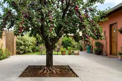 Ciruelo Prunus: el frutal resistente a la sequía ideal para jardines en España