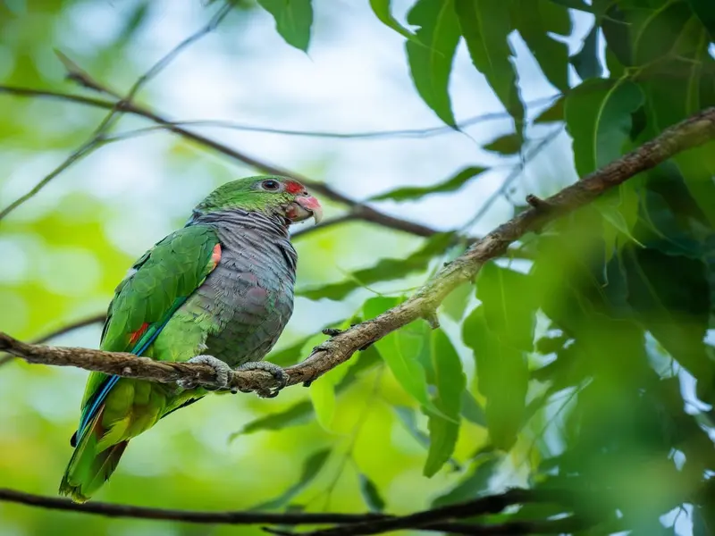 El loro pecho vinoso se recupera en Argentina gracias a la conservación local