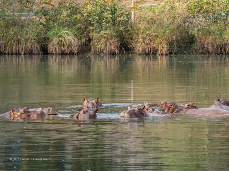 Propuesta de magnate indio para salvar hipopótamos de Pablo Escobar en Colombia