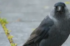 Investigación revela red social de aves en grajillas y su declive poblacional