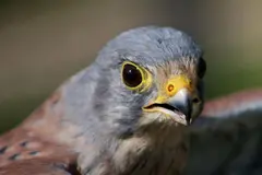 Almodóvar del Campo: Iglesias como refugios para el cernícalo primilla