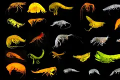 Descubrimiento de 24 nuevas especies de anfípodos en el océano profundo