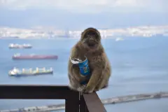 Macacos de Gibraltar ingieren tierra para combatir efectos de comida turística